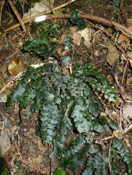 Blechnum nigrum. Mature plant with prostrate sterile fronds, and erect fertile fronds.
 Image: L.R. Perrie © Leon Perrie CC BY-NC 3.0 NZ